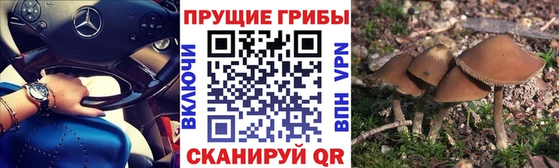 купить наркотик  Спасск  Псилоцибиновые грибы Cubensis 